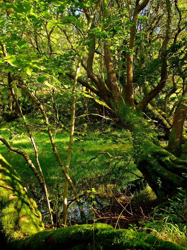 Podmokły las w Gwenffrwd-Dinas Nature Reserve